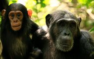 L'Empire des chimpanzés : Bande annonce (1) VO