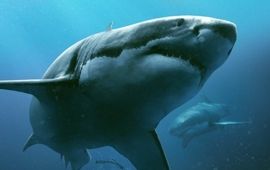Les requins de In the Deep vont bientôt revenir pour une suite encore plus profonde