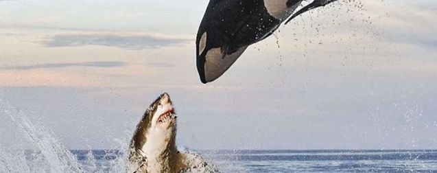 Alphas : le réalisateur de Destination Finale 5 prépare un film avec des requins tueurs et un orque taré