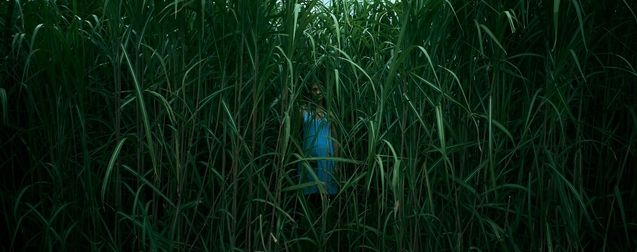In the Tall Grass : première image d'une adaptation de Stephen King très attendue sur Netflix