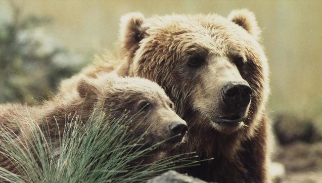 L'Ours : photo